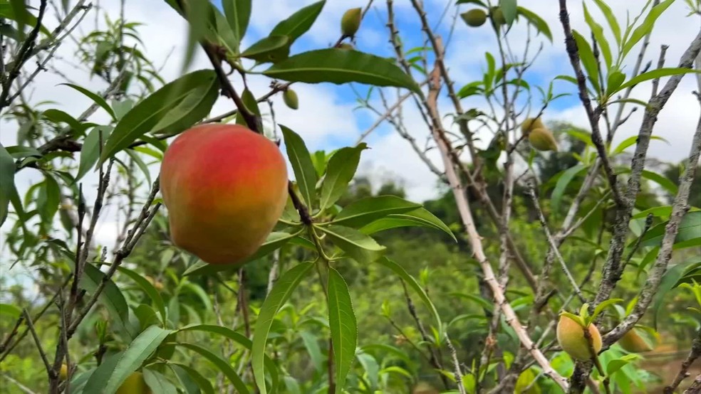 O pêssego precisa de um clima ameno para dar a flor e, então, o fruto — Foto: Reprodução/TV TEM