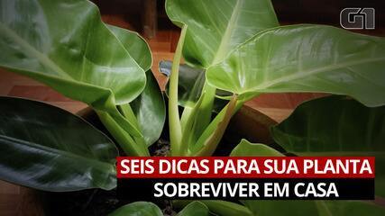 Plantas em casa: veja 6 dicas para que fiquem saudáveis Plantas em casa: veja 6 dicas para que fiquem saudáveis