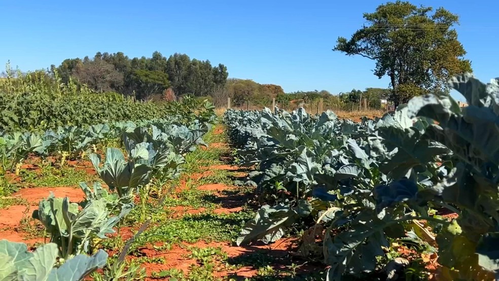 Hortas garantem renda para famílias em pequenas propriedades rurais — Foto: Reprodução/TV TEM
