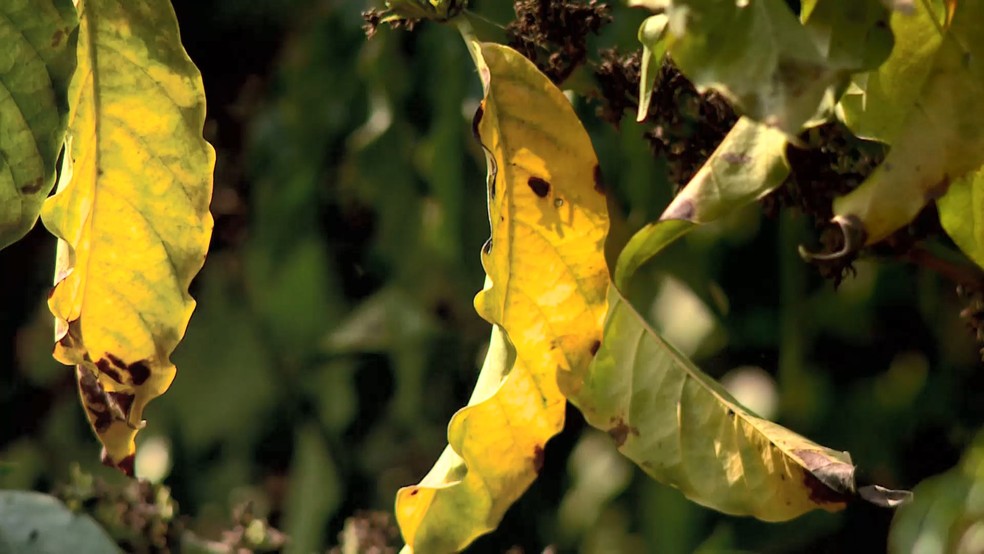 Planta de café com cancro dos ramos em produção do Espírito Santo — Foto: Reprodução/TV Gazeta