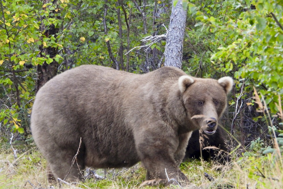 Urso Grazer no Parque Nacional de Katmai, no Alasca, em 12 de setembro de 2024 — Foto: M. Carenza/Serviço Nacional de Parques via AP