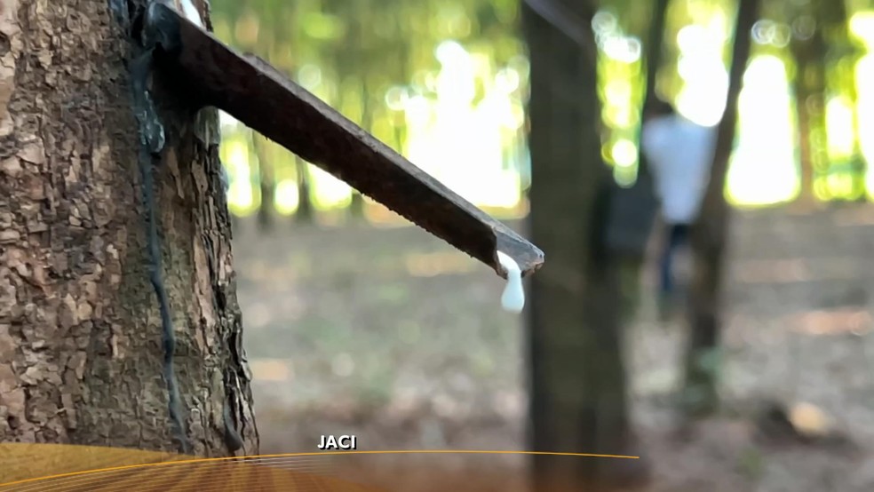 Produtores estão otimistas com a safra da borracha — Foto: Reprodução/TV TEM