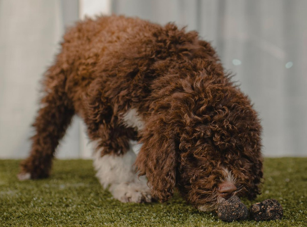Nero, cachorro da raça lagotto romagnolo, que caça trufas. — Foto: Reprodução/Instagram