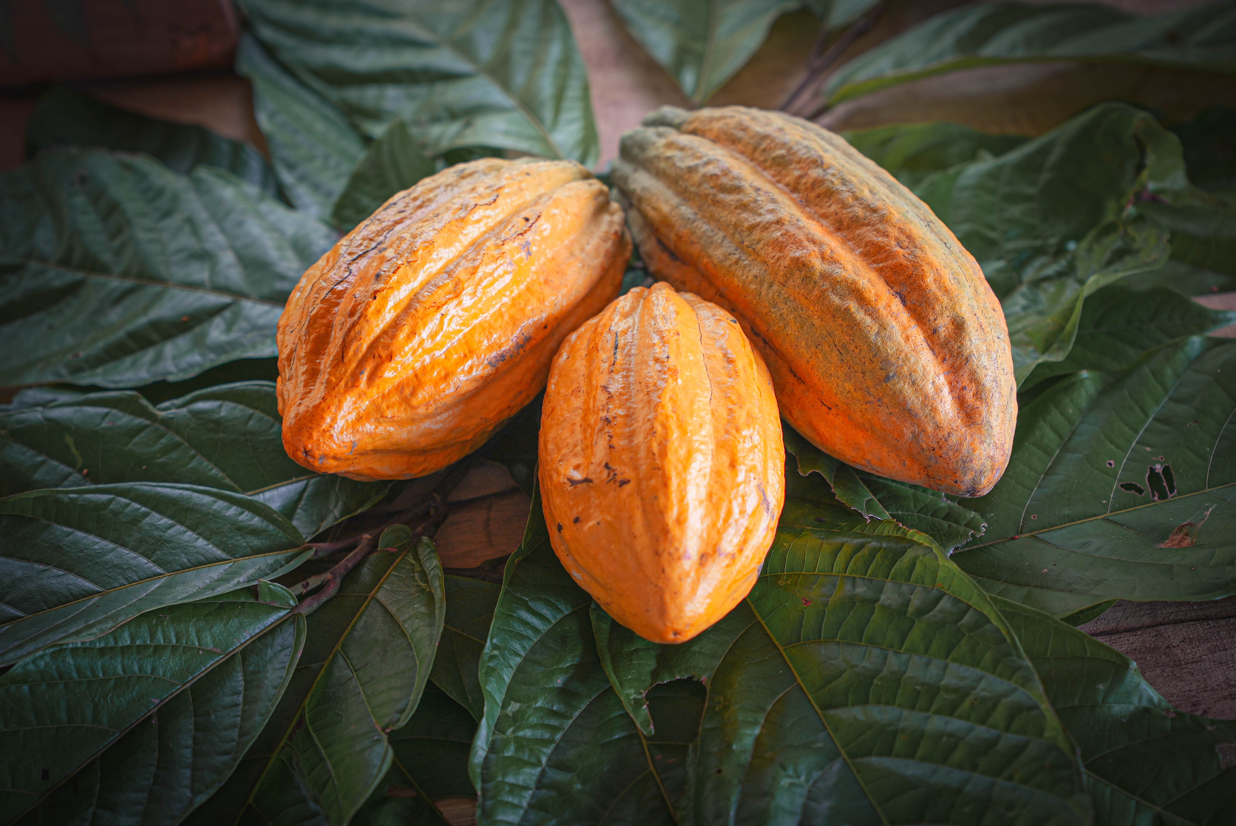Cacau colhido