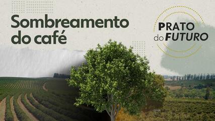 Cafezinho em risco: como sombra de árvores pode ser solução para aumento da temperatura