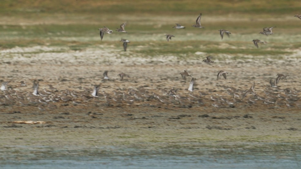 Santuário das aves migratórias — Foto: Reprodução/TV Globo