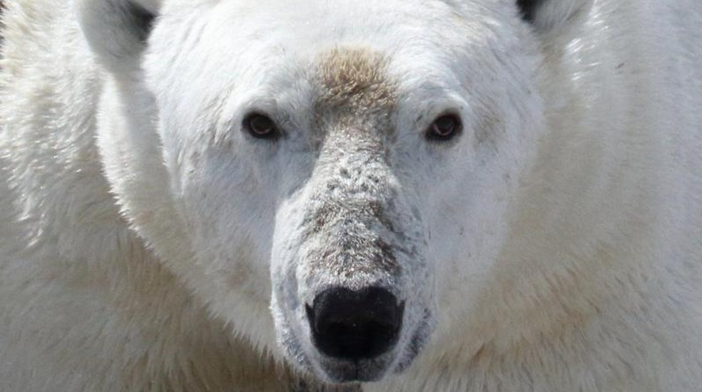 Urso polar, em imagem de arquivo — Foto: David MCCeachy/BBC