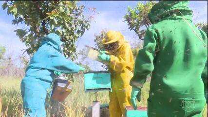 Apicultores contam com apoio de cooperativa em Roraima Apicultores contam com apoio de cooperativa em Roraima