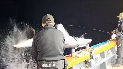 Tubarão pula dentro de barco e assusta pescadores na Coreia do Sul Tubarão pula dentro de barco e assusta pescadores na Coreia do Sul