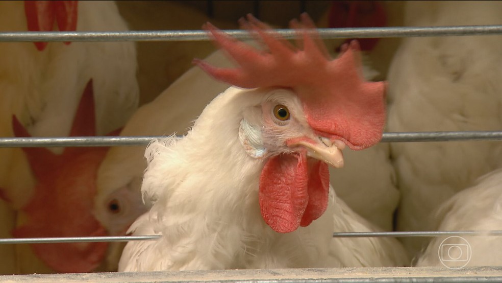 Gripe aviária atingiu granja no Brasil em maio deste ano — Foto: Reprodução/TV Globo