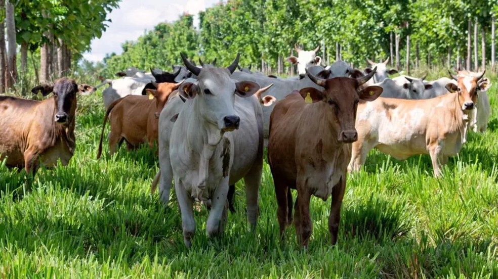 A 'supervaca' zebu foi melhorada geneticamente no Brasil até atingir suas melhores condições — Foto: Getty Images via BBC
