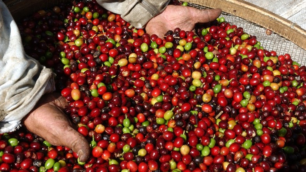 Café robusta — Foto: Globo Rural/Tv Globo