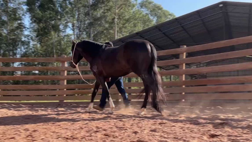Cavalos de competição seguem rotina diária de alimentação, treinos e cuidados especiais para garantir desempenho e saúde — Foto: Reprodução/TV TEM
