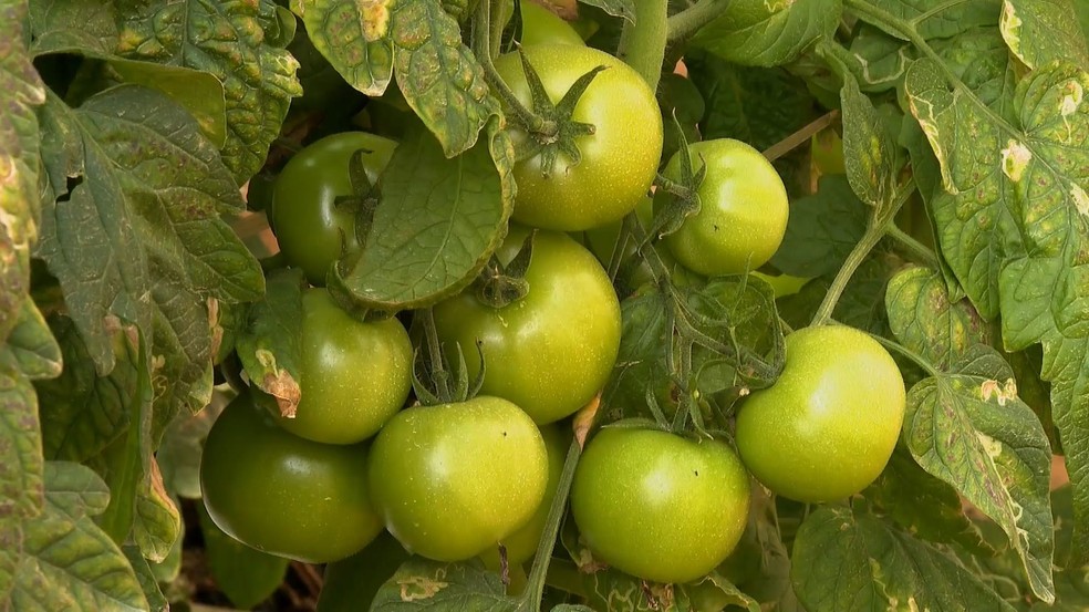 Frio atrasa a maturação de tomate no Espírito Santo — Foto: Reprodução / TV Gazeta