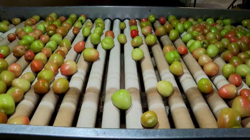 Com ciclos mais longos, plantas produzem menos tomate. Demanda alta faz preços subirem. — Foto: Reprodução / TV Gazeta