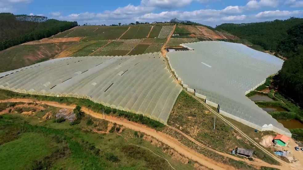 Produtores apostam no cultivo em estufas para minimizar impactos de interferências na produção de tomate do Espírito Santo — Foto: Reprodução / TV Gazeta