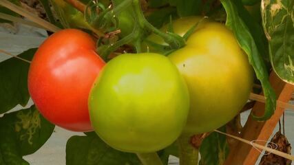 Como a mudança no tempo impacta as lavouras e afeta a produção de tomate no ES Como a mudança no tempo impacta as lavouras e afeta a produção de tomate no ES