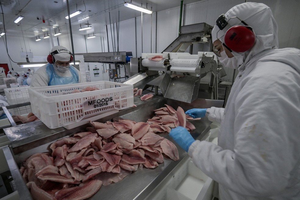 Tanque para produção de tilápia no interior de São Paulo; setor de pescados é afetado por tarifaço — Foto: Nelson Almeida/AFP