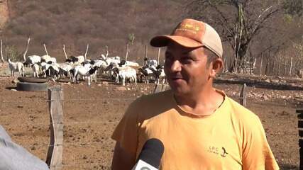 Criador descreve morte de animais; Mapa investiga quase 200 casos Criador descreve morte de animais; Mapa investiga quase 200 casos