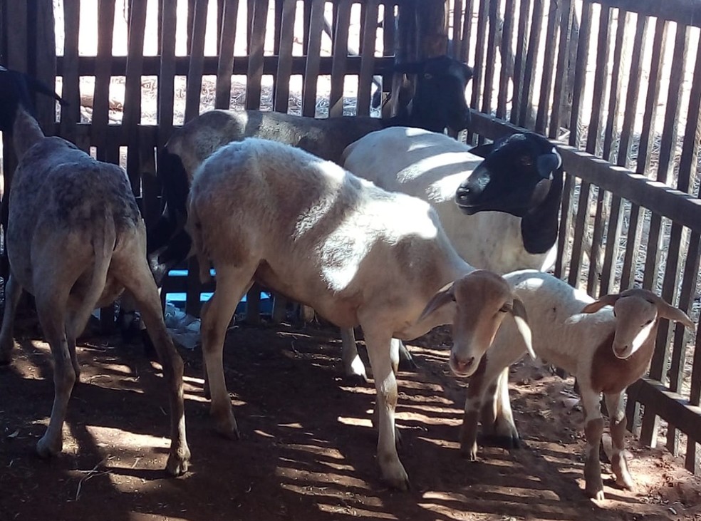 Ovinos e caprinos são os mais afetados com a situação — Foto: Reprodução