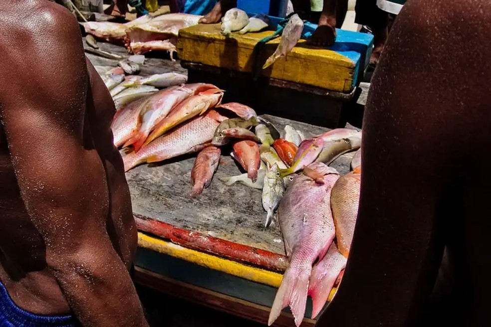 Peixes vermelhos como pargo, cioba e guaiúba são bastante exportados — Foto: Getty images