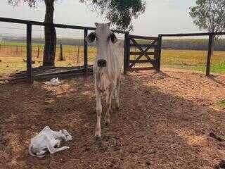 Vaca nelore dá à luz a quatro bezerros de uma só vez Vaca nelore dá à luz a quatro bezerros de uma só vez