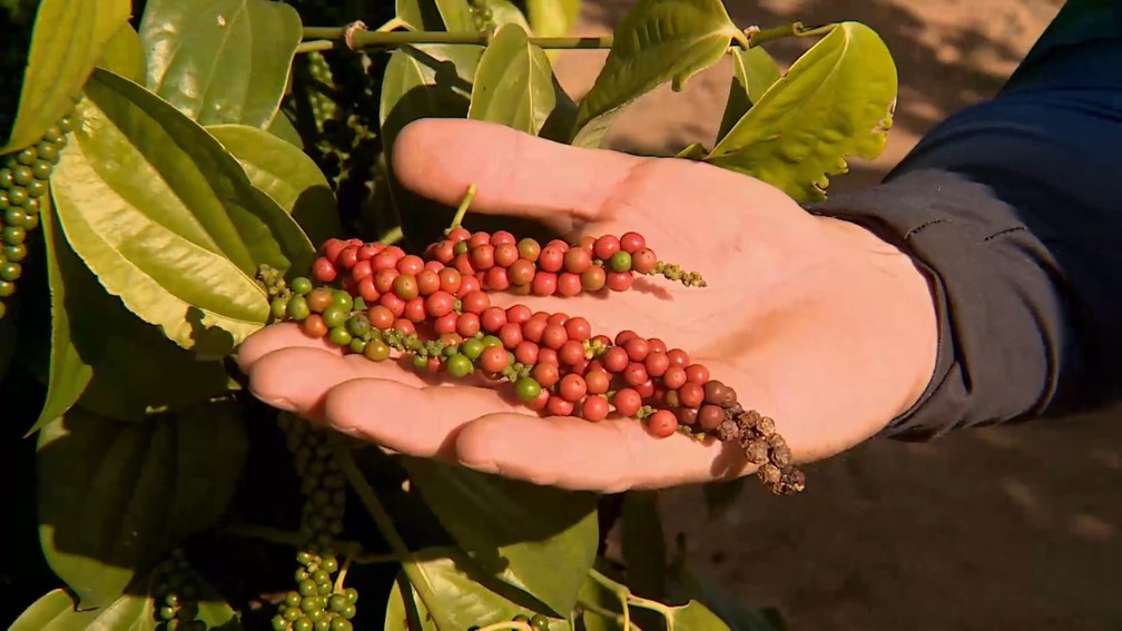Agricultura familiar em São Mateus faz do Espírito Santo o maior produtor de pimenta-rosa do mundo. — Foto: TV Gazeta