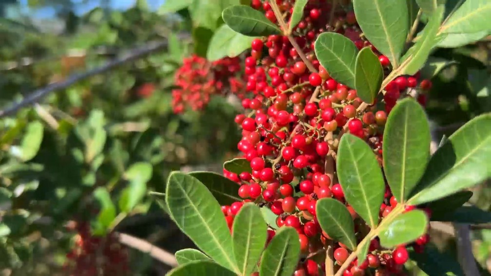 Agricultura familiar em São Mateus faz do Espírito Santo o maior produtor de pimenta-rosa do mundo. — Foto: TV Gazeta