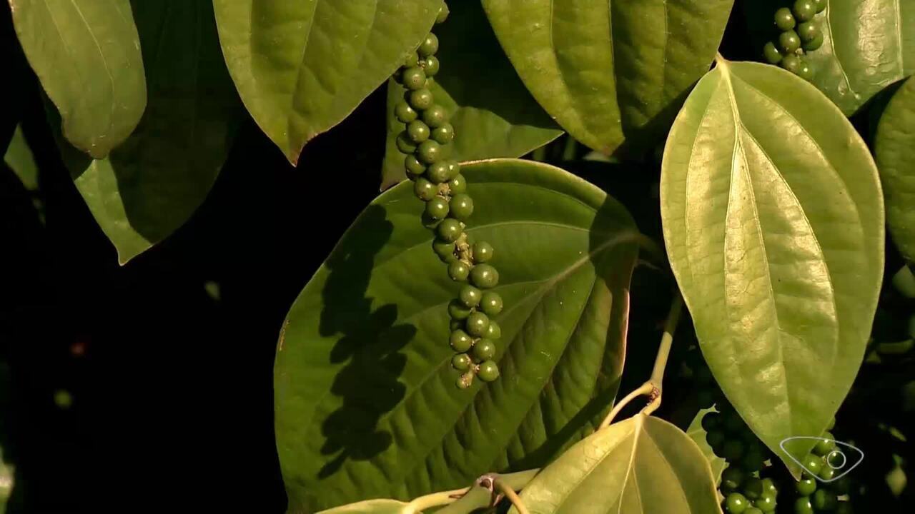 São Mateus é o maior produtor de pimenta-do-reino do Brasil