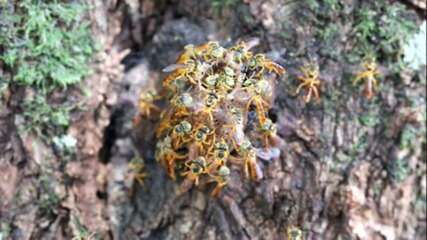 Abelhas-limão atacam colmeia de jataí no Paraná; saiba como evitar