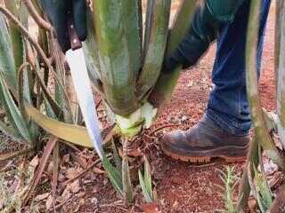 Babosa é matéria-prima para diferentes setores da indústria