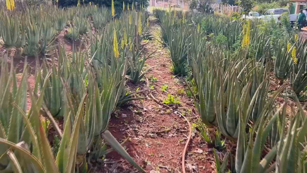 Babosa é matéria-prima para diferentes setores da indústria — Foto: TV TEM/Reprodução
