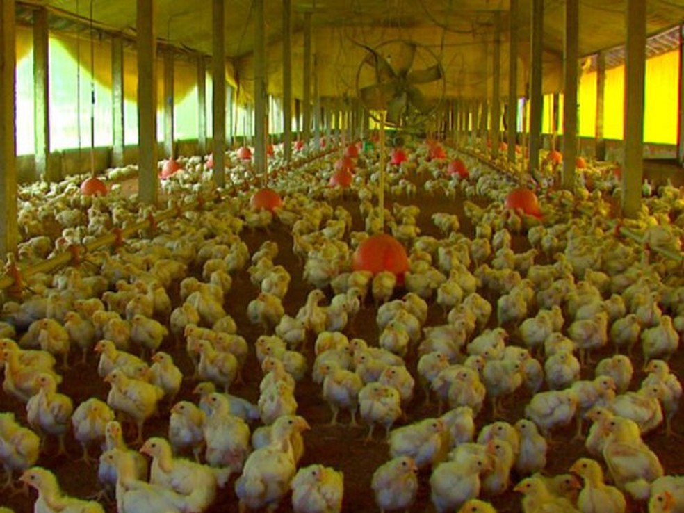Frango foi negociado a R$ 5,37 o quilo em fevereiro, queda de 2,4% em relação a janeiro — Foto: Reprodução EPTV
