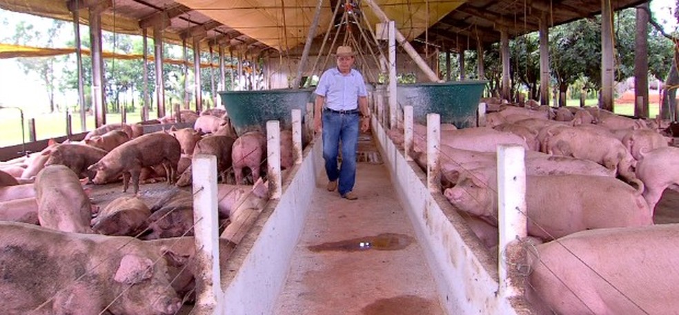 Produção de carne de porco — Foto: Reprodução/TVCA