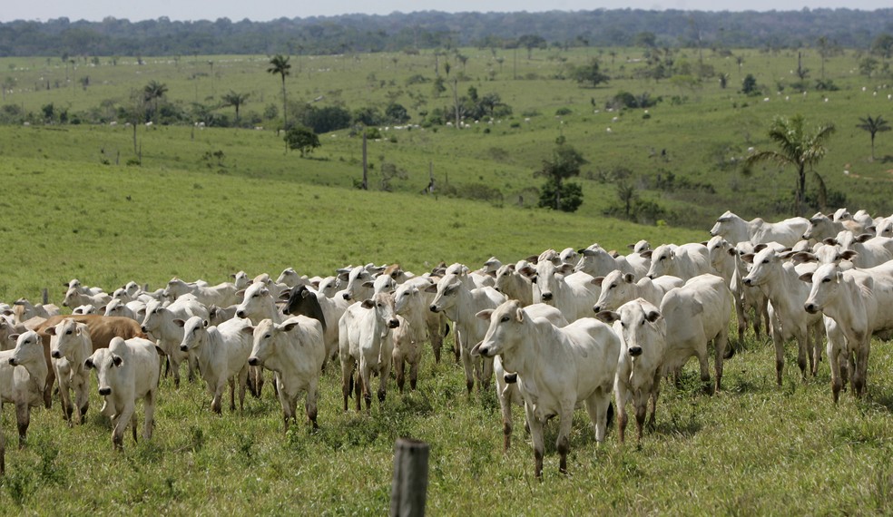 Gado pasta no município de Assis (AC), na Amazônia. Imagem é de 1º de novembro de 2007. — Foto: AP Photo/Silvia Izquierdo