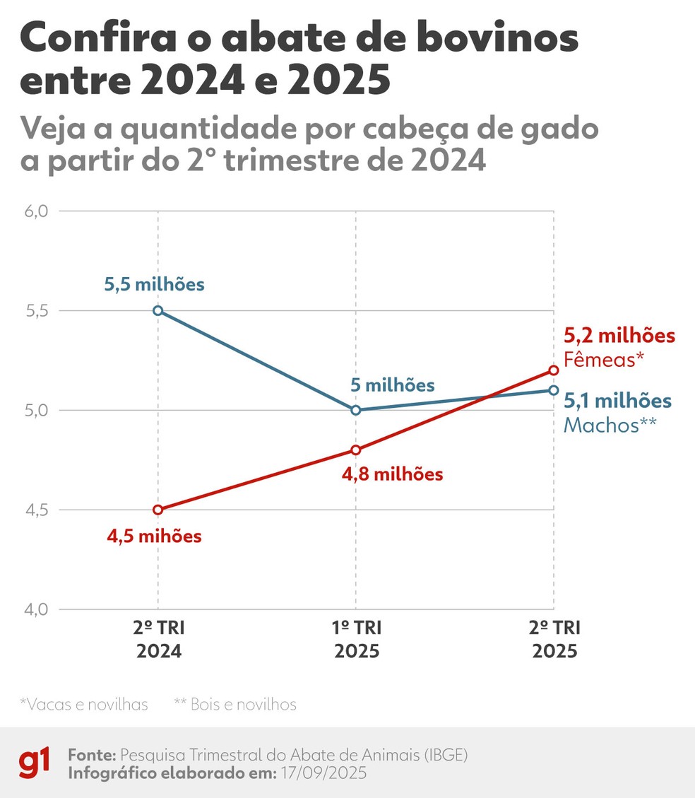 Confira o abate de bovinos entre 2024 e 2025 — Foto: arte g1
