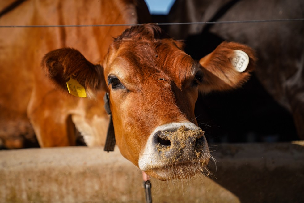 Vacas passam ficam em barracões ventilados; raças têm origem europeia e têm dificuldade para se adaptar ao calor — Foto: Fábio Tito/g1