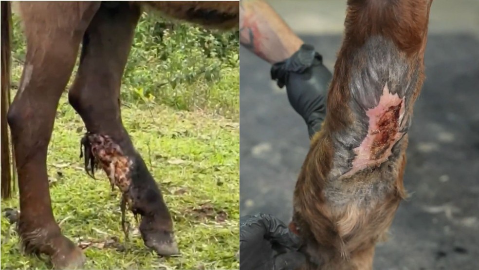 Antes e depois da perna de cavalo após o uso de cannabis no tratamento de tumor — Foto: Reprodução / GRU