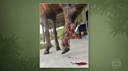 Cavalo encontrado com perna em carne viva tem remissão de câncer após uso de maconha