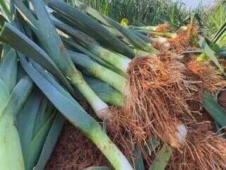 Colheita de alho-poró dura o ano todo no Sudoeste de SP