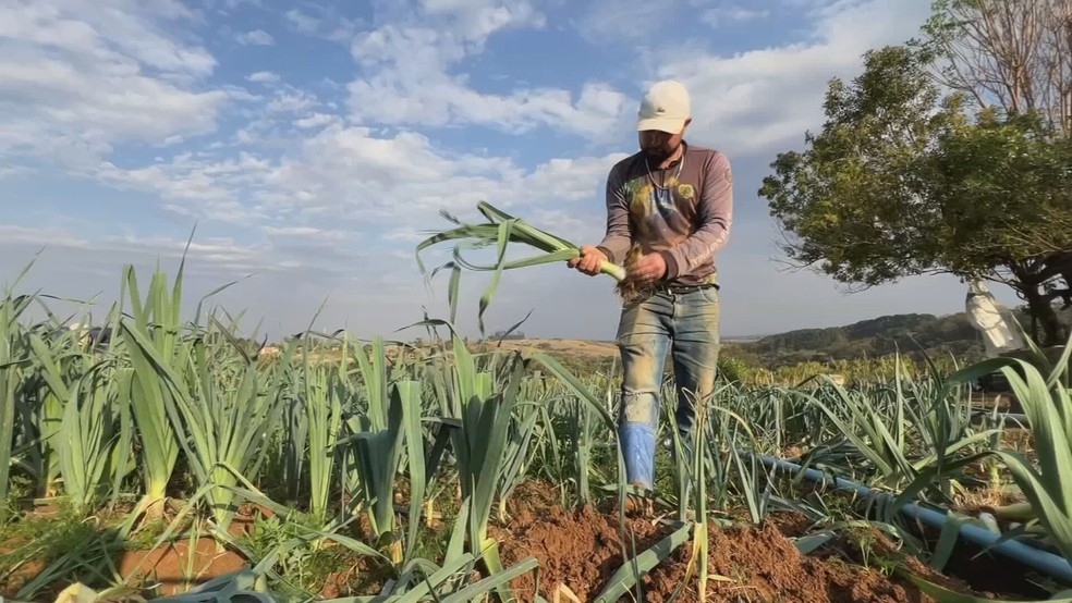 Agricultores cultivam alho-poró em Piedade (SP) — Foto: TV TEM/Reprodução