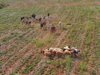Criação integrada de ovelhas tem algumas vantagens Criação integrada de ovelhas tem algumas vantagens