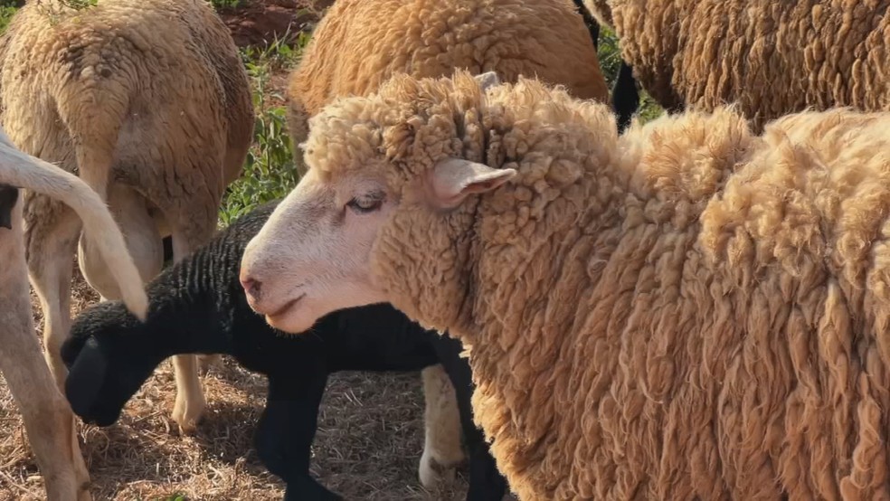 Ovelhas fazem integração em propriedade rural no interior de São Paulo — Foto: TV TEM/Reprodução