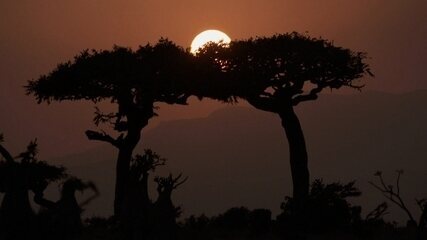"A Jornada da Vida": conheça a remota ilha de Socotra