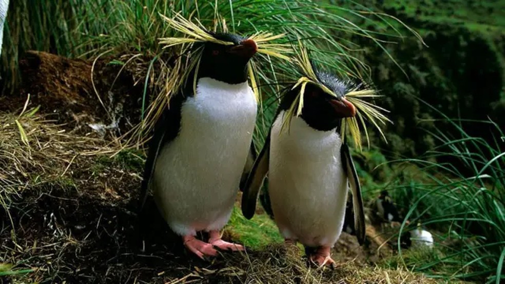 Milhares de pinguins-de-penacho-amarelo-do-norte foram mortos em agosto de 2011, com o encalhe do navio MS Oliva na ilha Nightingale, no arquipélago de Tristão da Cunha — Foto: Getty Images via BBC
