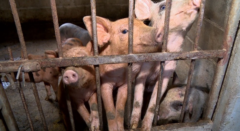Dejetos dos animais viram economia e sustentabilidade em fazendas do ES — Foto: Douglas Abreu