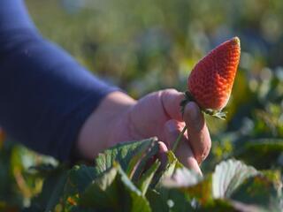 Morango está em pico de safra em Piedade