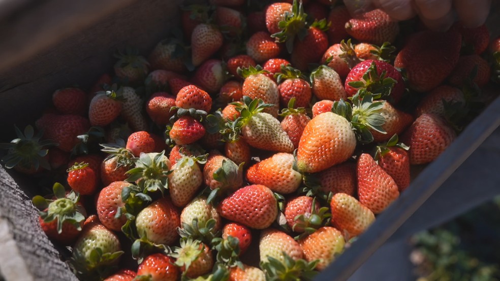 Caixas de morango colhidas em propriedade rural de Piedade (SP) — Foto: TV TEM/Reprodução