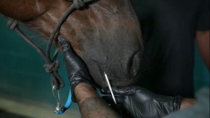 A cannabis no uso veterinário