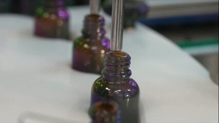 O cultivo medicinal da cannabis